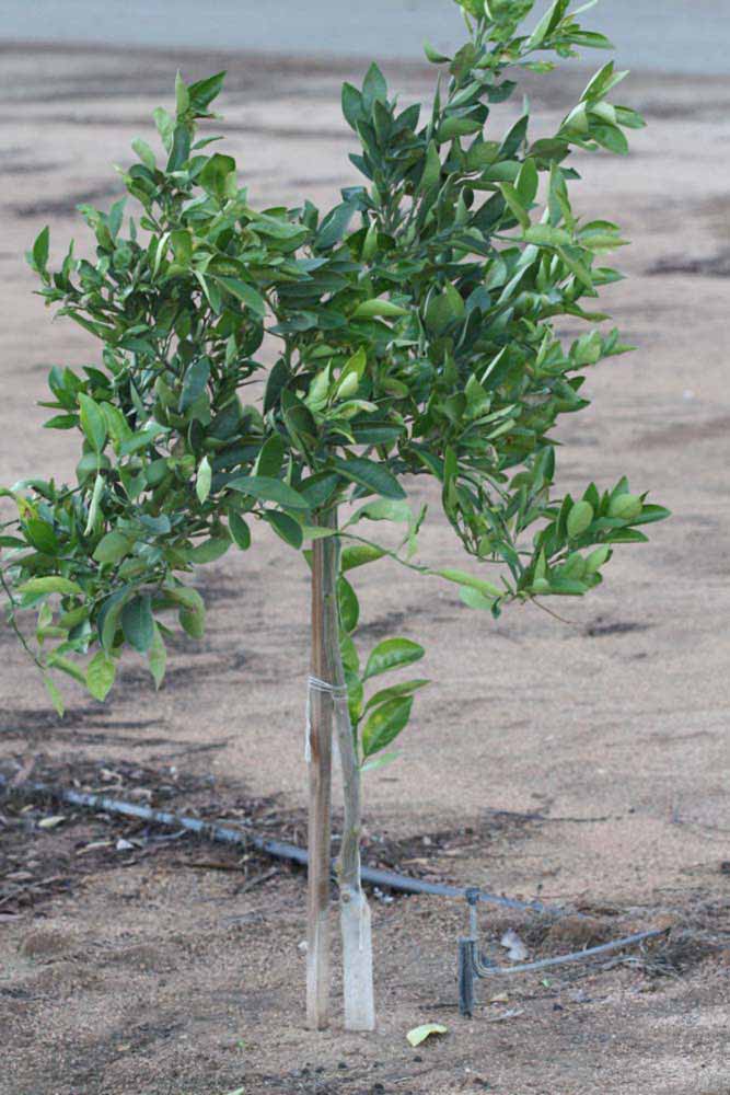            Habit (Riverside, CA)   